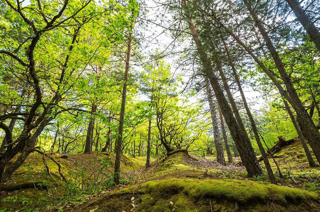 green forest web 1024x679